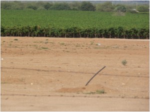 Yet hydraulic engineering keeps agribusiness expanding in the Sonoran Desert north of Hermosillo, producing table grapes for U.S. market.