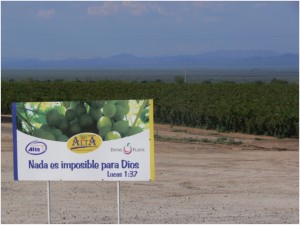 Agribusiness keeps expanding in Hermosillo area despite proclaimed water crisis,