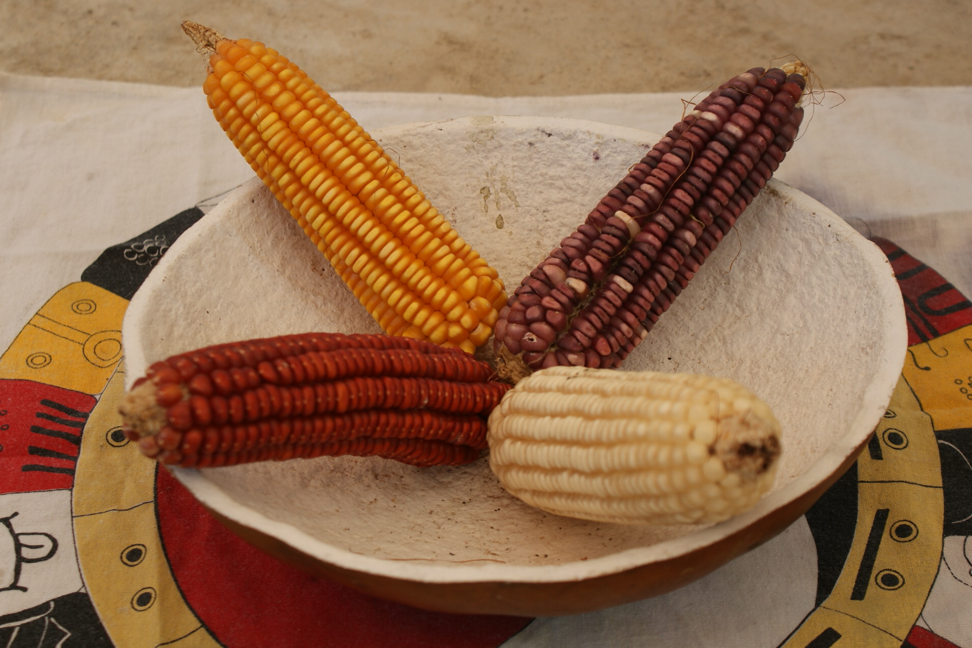 La justicia federal detiene la invasión de maíz transgénico en México