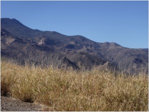 Exotic buffel grass spreading across Sonora, wreaking havoc on desert grasslands