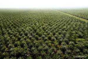El Acuerdo Trans Pacífico (TPP) que se firmó recientemente puede traer una importante alza en la producción, comercio y uso del aceite de palma.