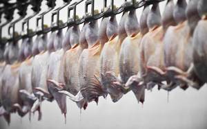 Pollos de engorde, que son criados por su carne, producen siete veces más emisiones de gases de efecto invernadero que las aves criados de forma doméstica . (Foto: Roibu / Alamy) 