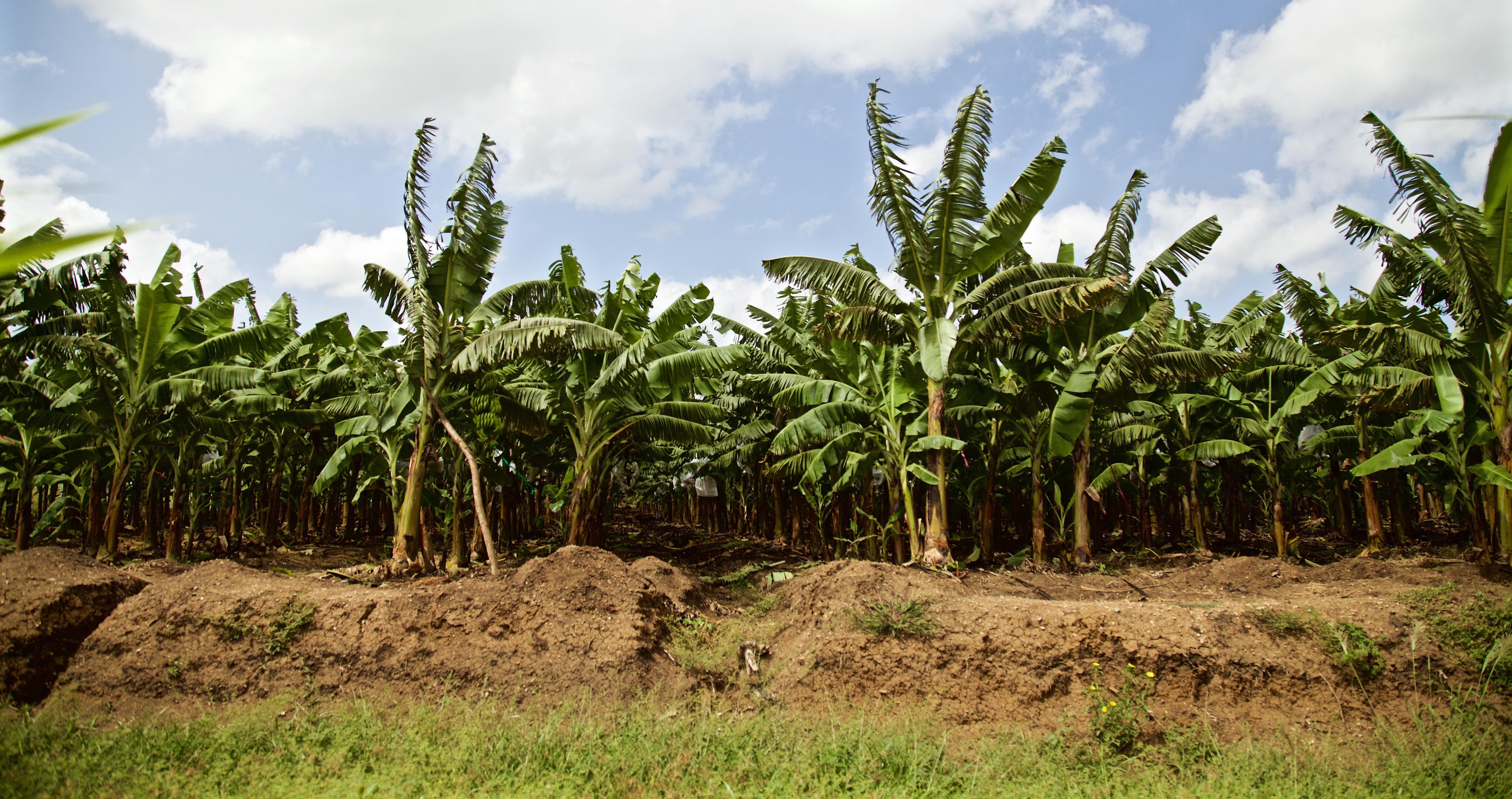 Haiti’s Fraudulent Presidential Frontrunner Seizes Land for His Own Banana Republic
