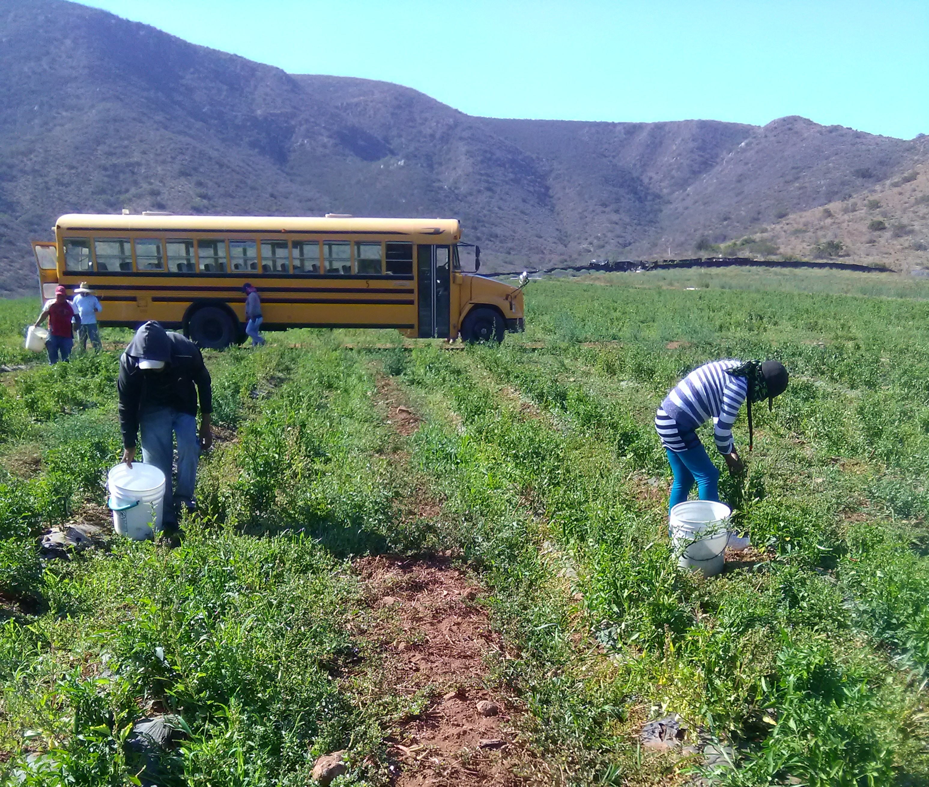 San Quintín: Explotación que no cesa