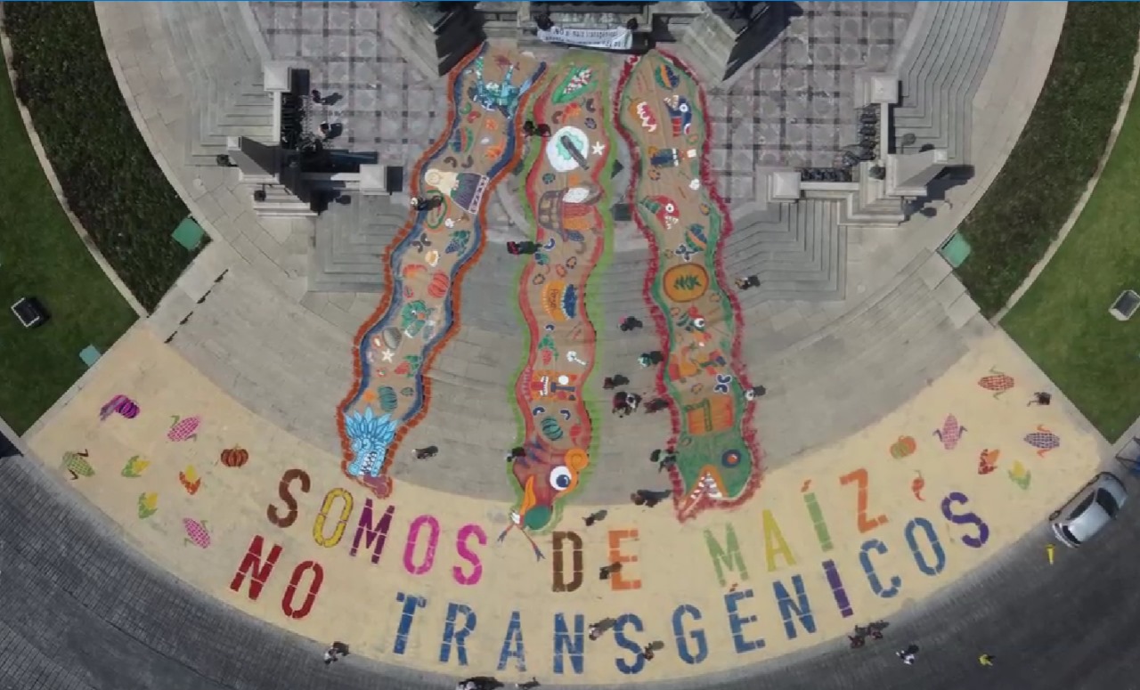 Art from the skies: "Somos de maíz: No transgénicos". "We are of maize. No to transgenics. 