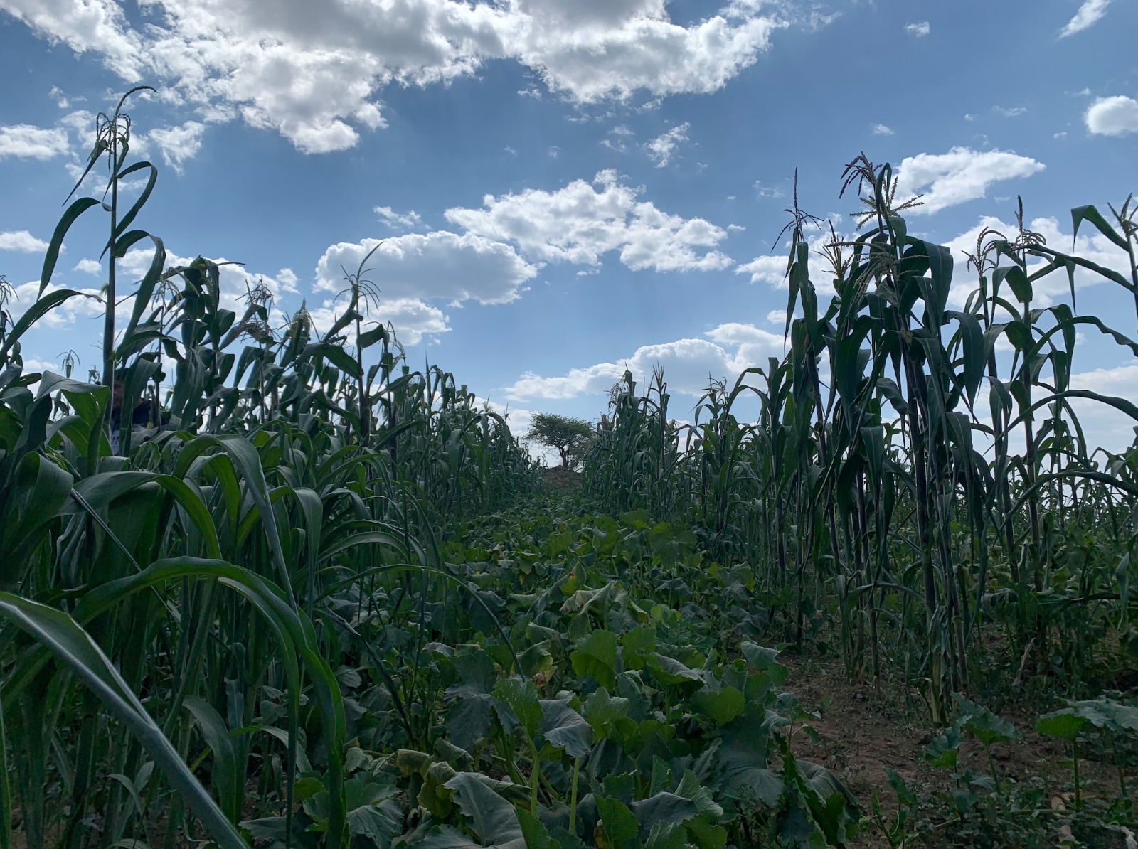 Una milpa en el cielo despejado