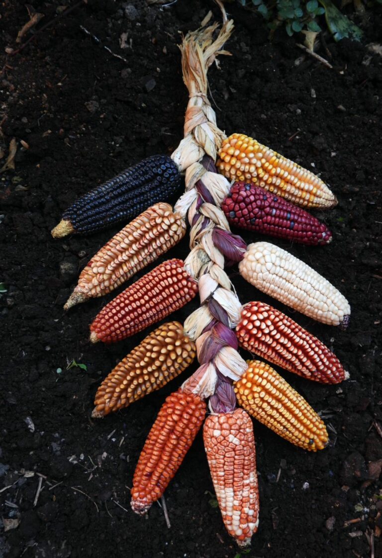 Mazorcas de maíz de diversos colores trenzadas desde sus totomoxtles